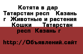 Котята в дар - Татарстан респ., Казань г. Животные и растения » Кошки   . Татарстан респ.,Казань г.